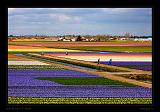 Keukenhof Hollandia 057